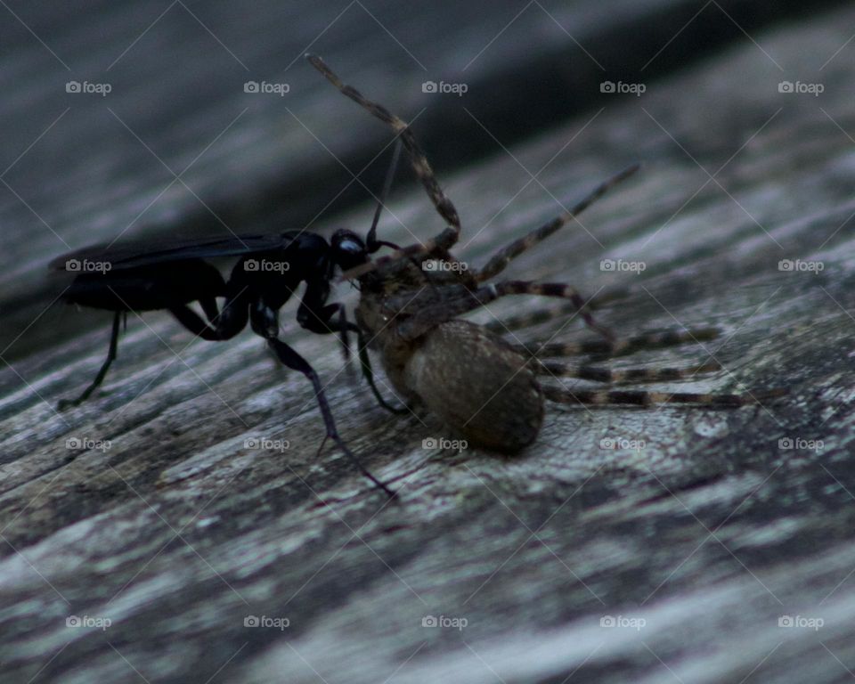 Black wasp carrying off a large wolf spider