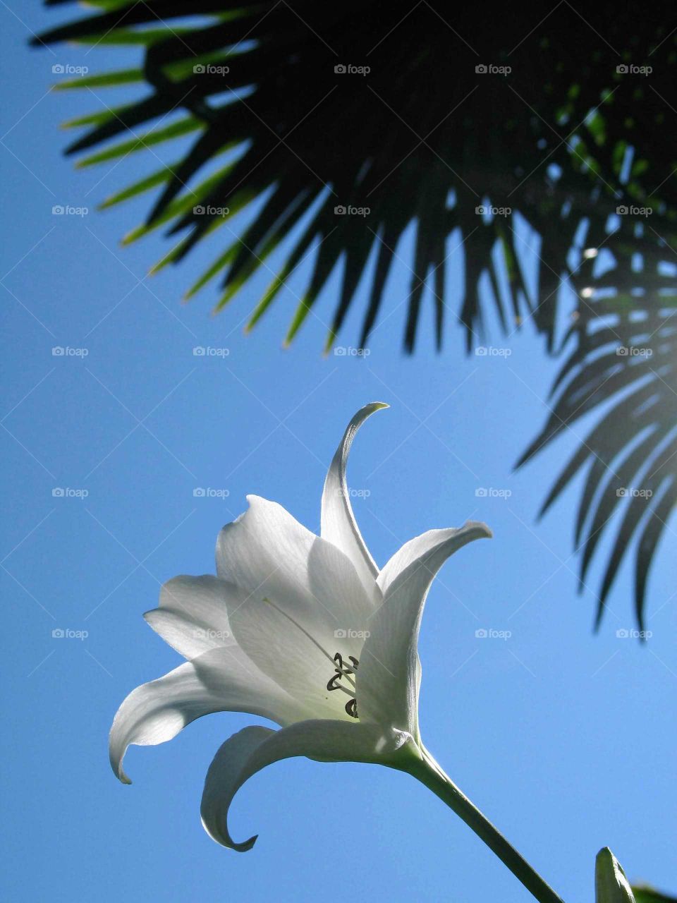 White Lilly