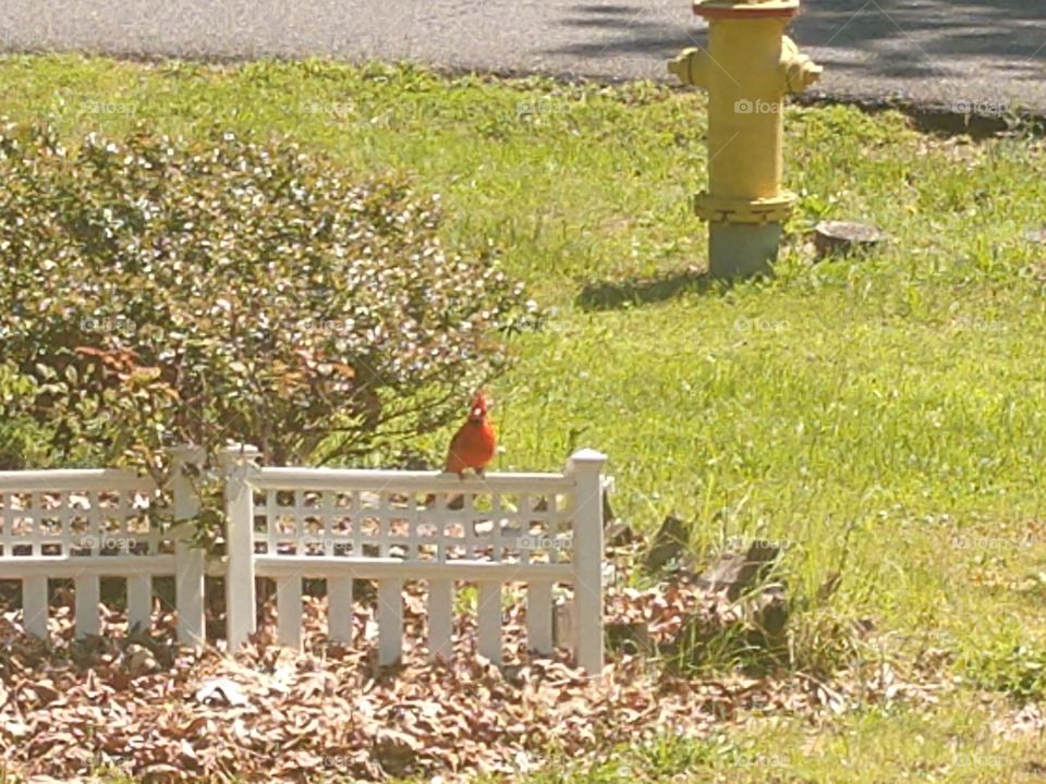 Red Robin next to a fire hydrant on a picket fence!!!