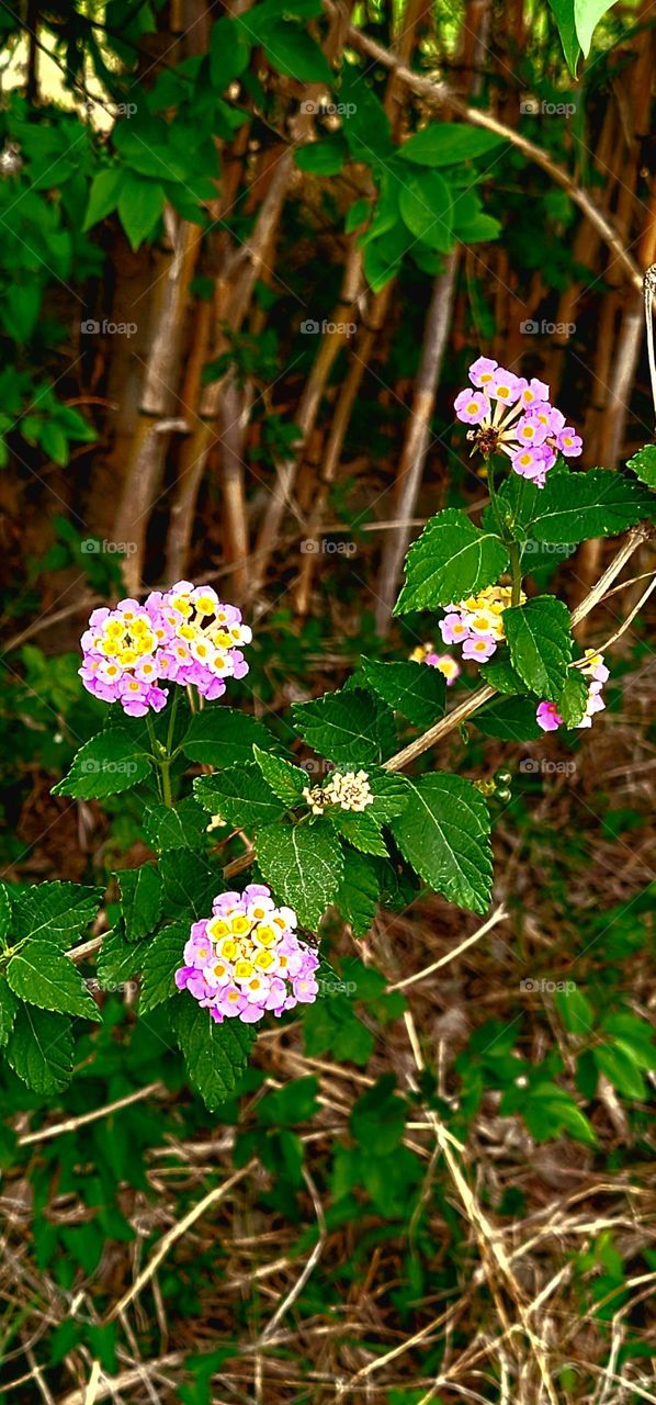 Beautiful, wild Lantana shrub, with springtime blooms of beautiful flowers in south Texas