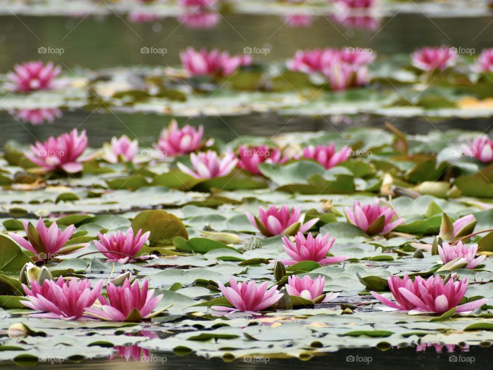 Multiverse pink water lilies