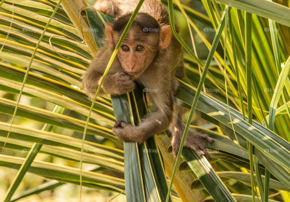 baby monkey holding onto the branches of a coconut tree and looking with 'those eyes'