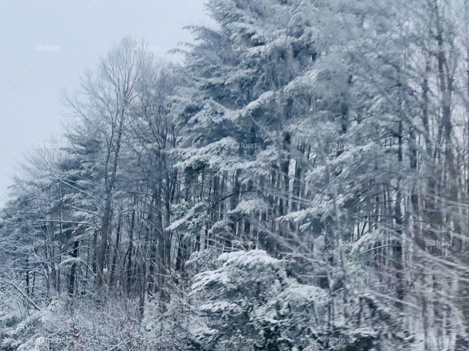 Snow covered trees 