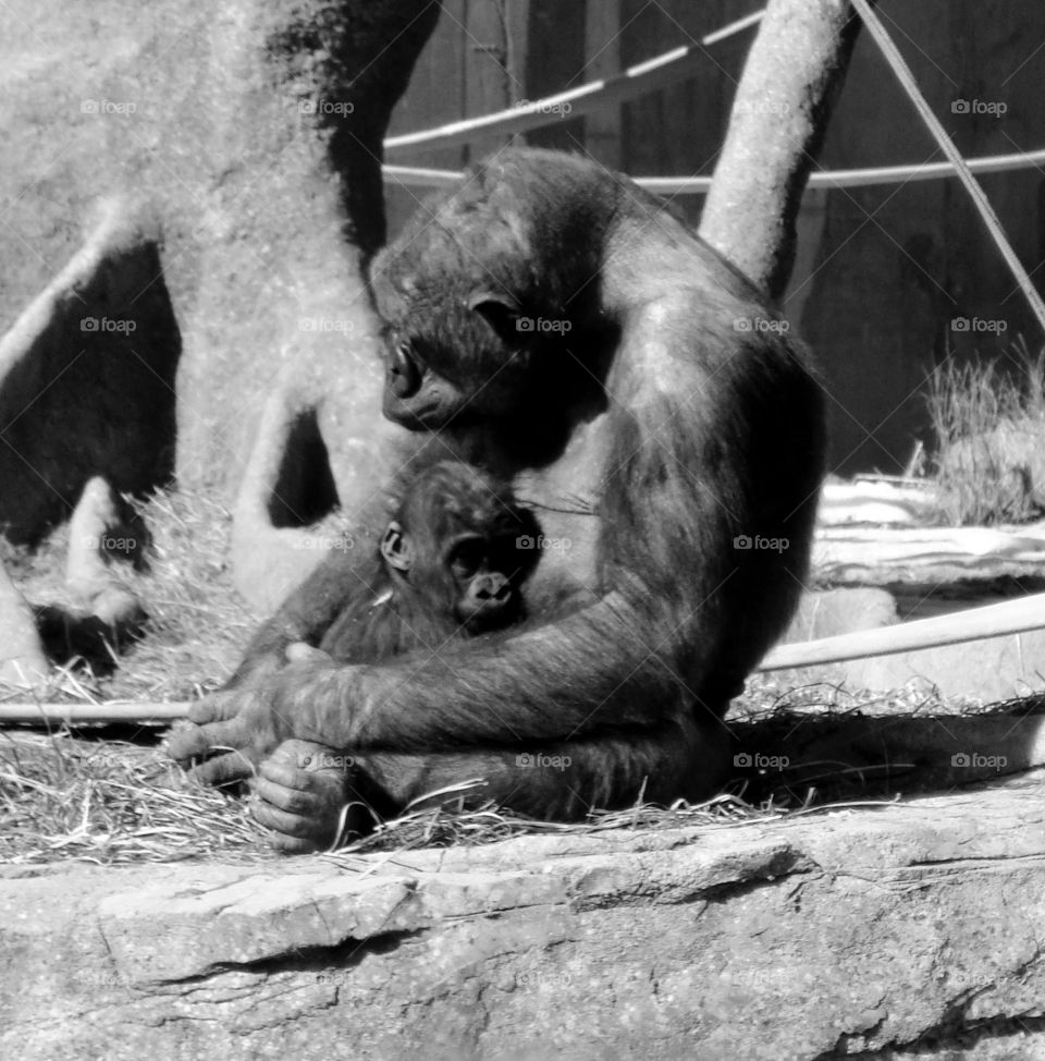 Gorilla mother and baby
Calgary Zoo, Calgary, AB