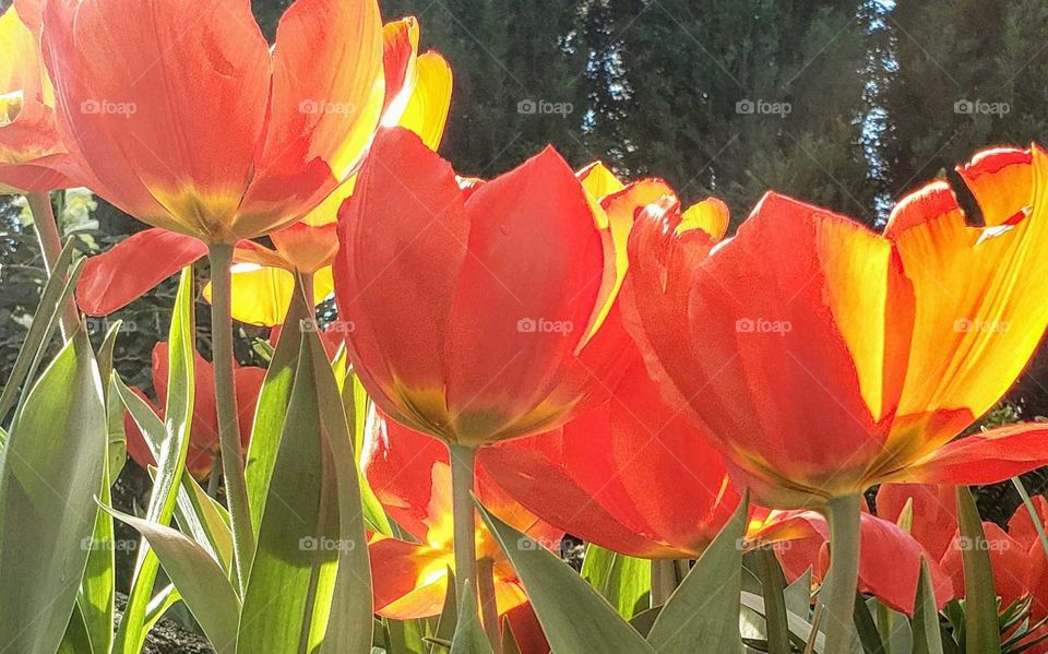 Red orange yellow tulips dance in the spring morning to celebrate their honor today