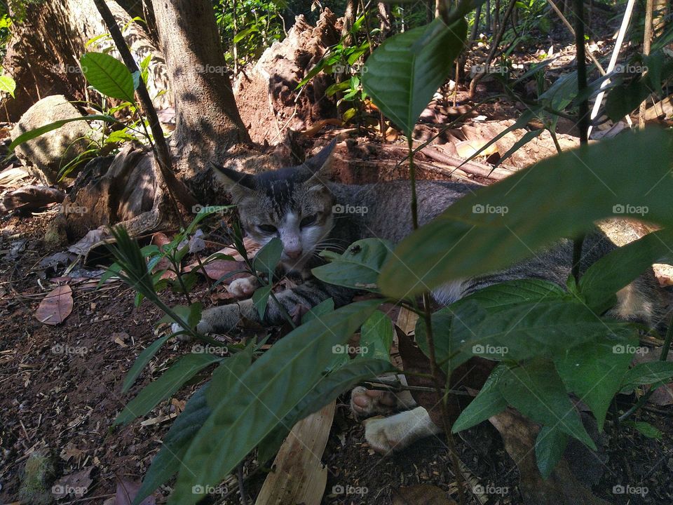 The stray cat is sitting behind the plant
