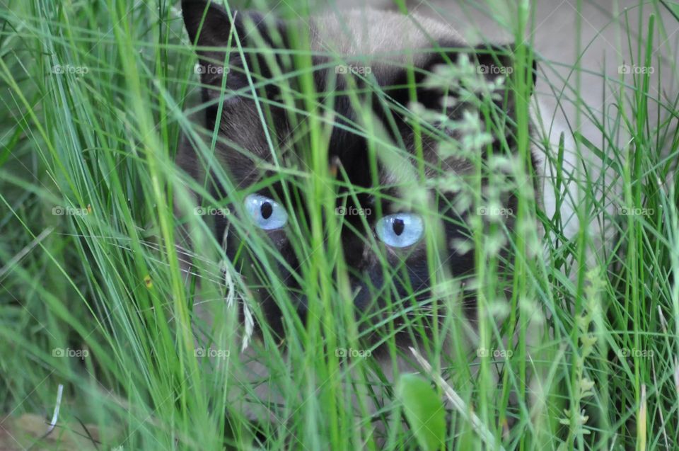 Cat hiding in grass