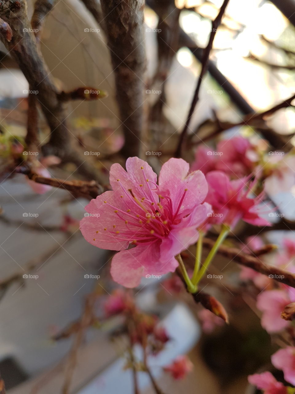 Sakura ou Flor de cerejeira