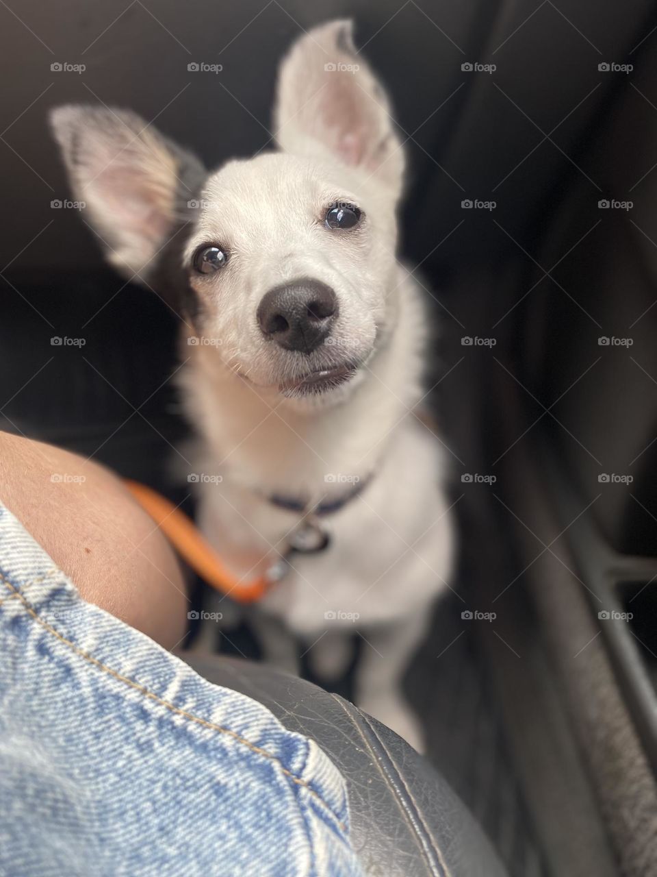 Hello! I’m Cornelia - little smiley puppy 