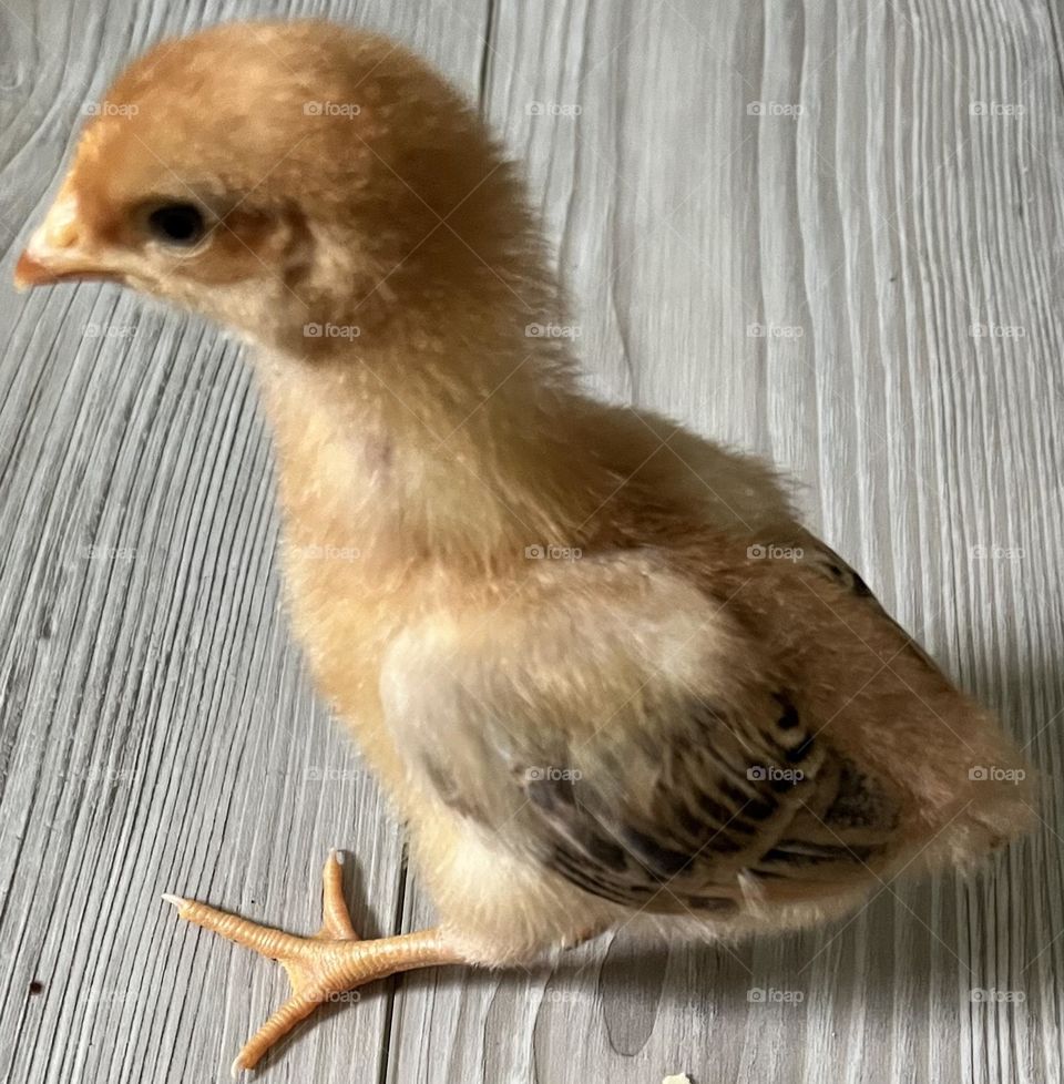 Baby chicken