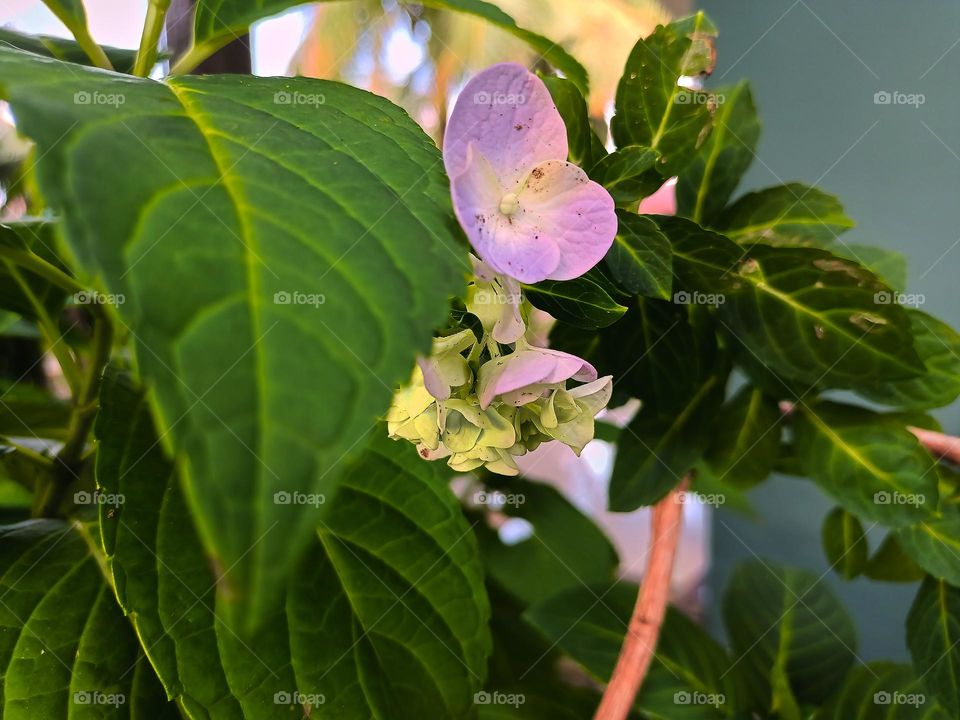 Blooming hydrangea flower close-up. Lush flowering hortensia on the garden. Blue and white hydrangea in bloom. Blooming hydrangea flower close-up. Lush flowering hortensia on the garden.