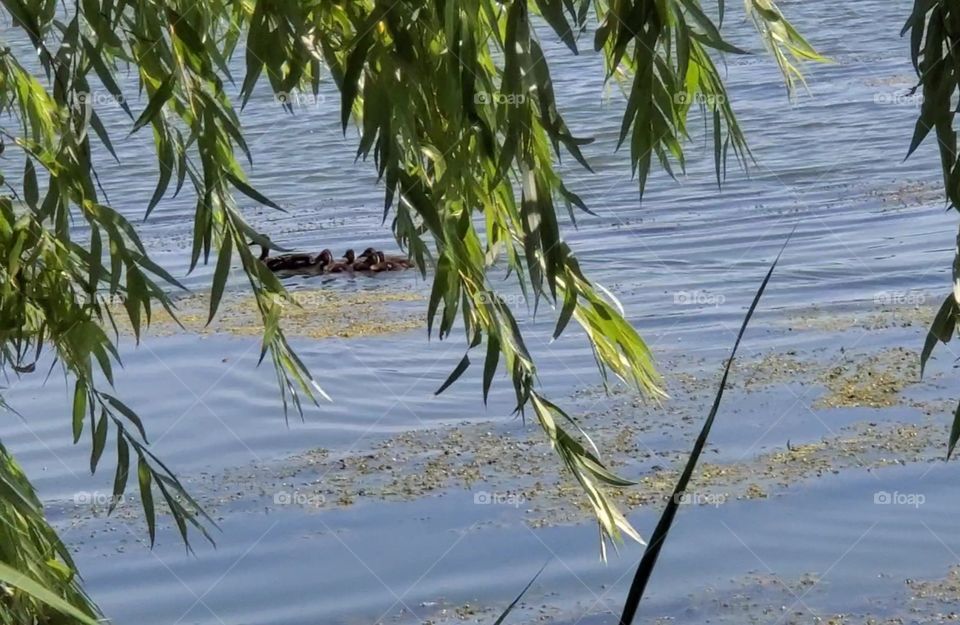 swimming duck family