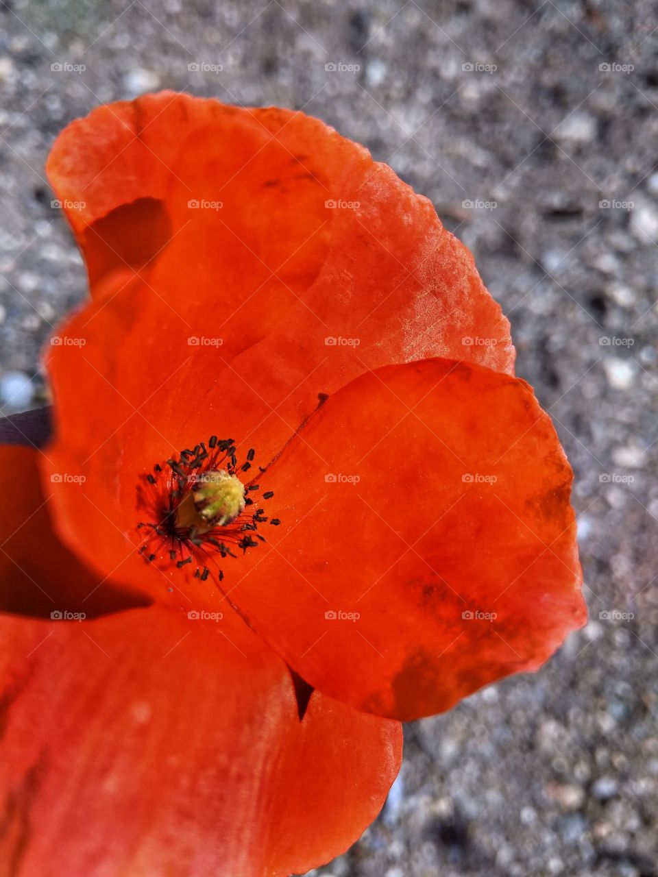 Poppy. Red flower.