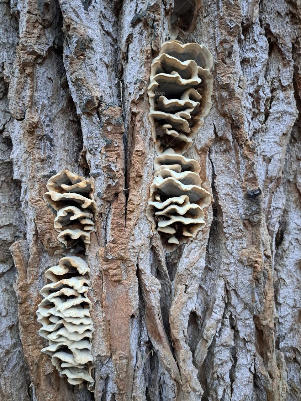 Hidden Fungi