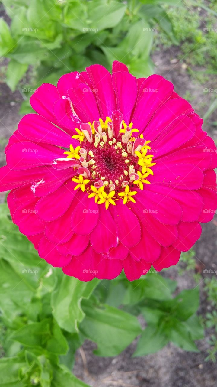 Zinnia