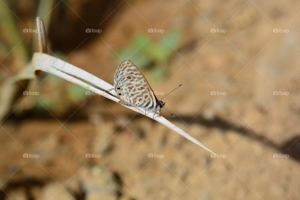 Lang's short-tailed blue or Common zebra blue (Leptotes pirithous)