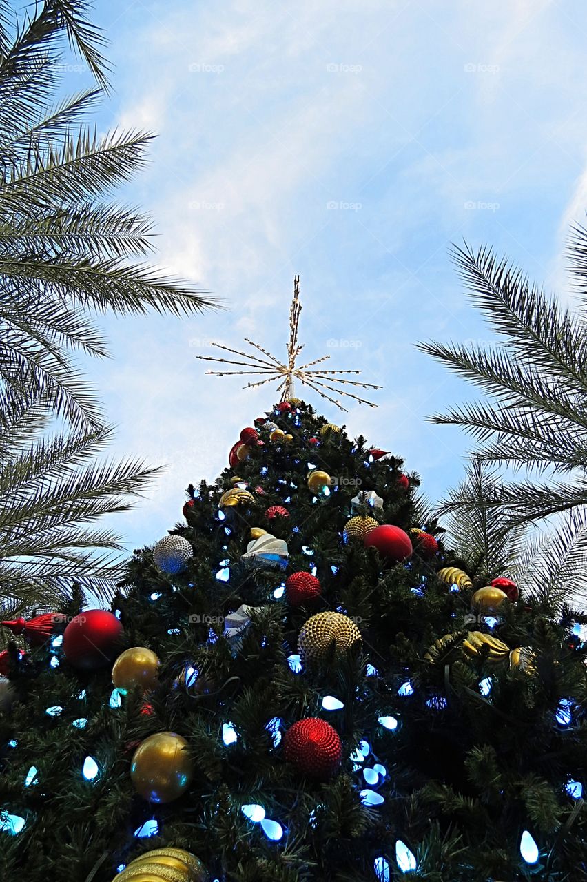 Christmas tree top surrounded by palms.