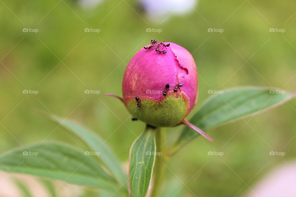 Peony nectar