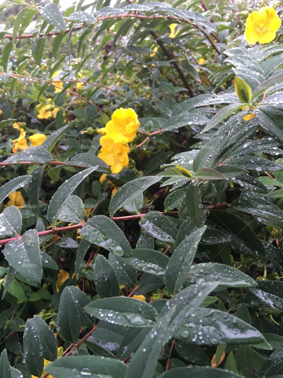 Foliage in rain 