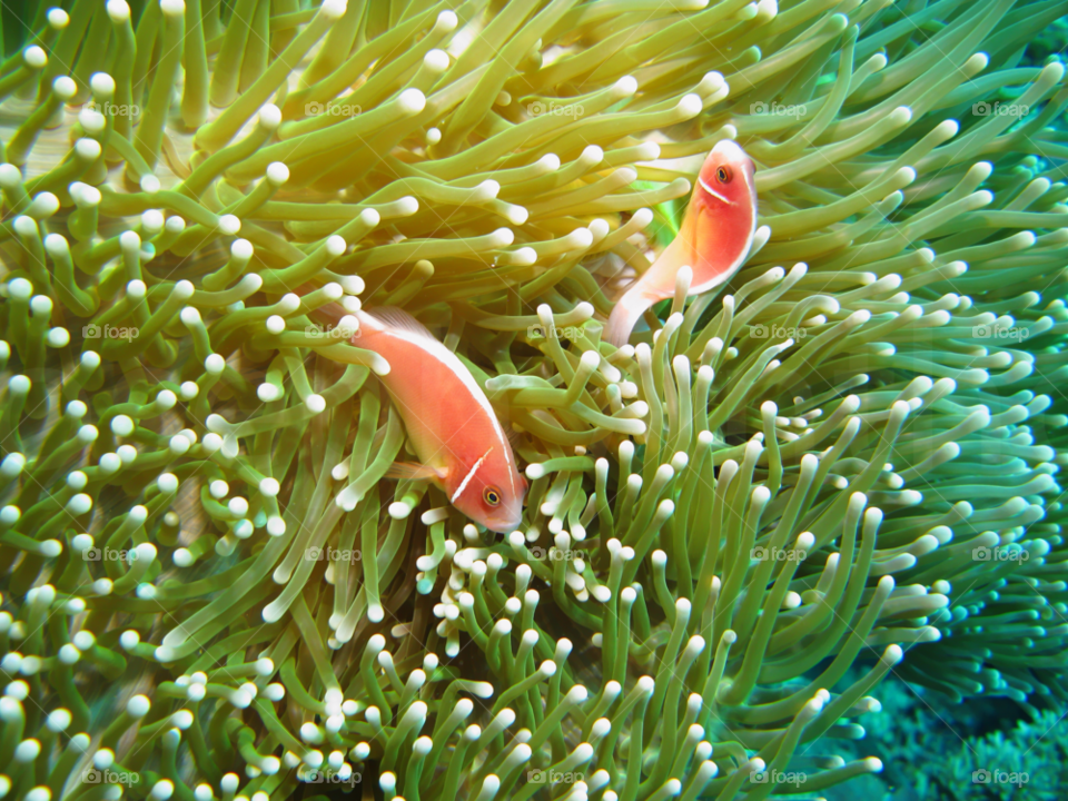 ocean water fish nemo by joeair