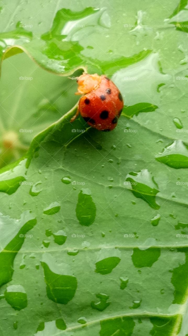 Ladybirds