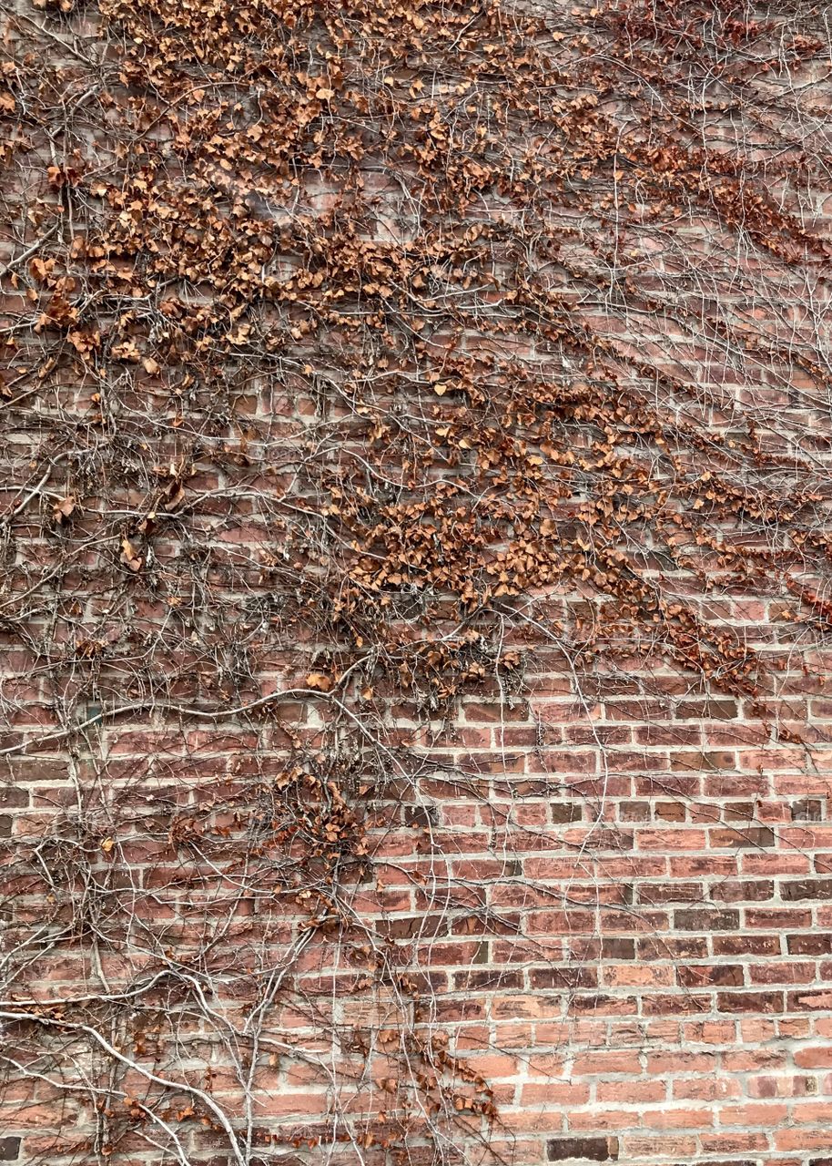 Beautiful, brick wall covered in vines & autumn leaves located in the Old Market District in Omaha, Nebraska