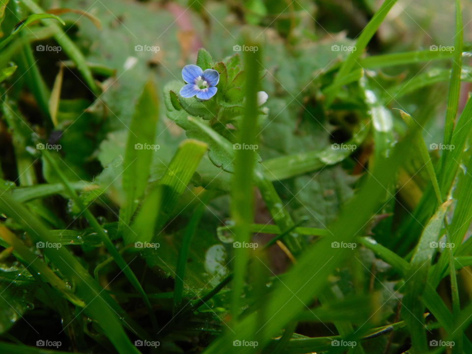 Blue flower with grass nature