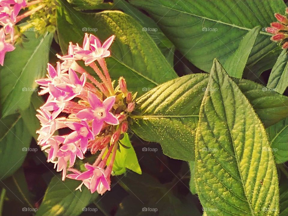 sun setting on the flowers