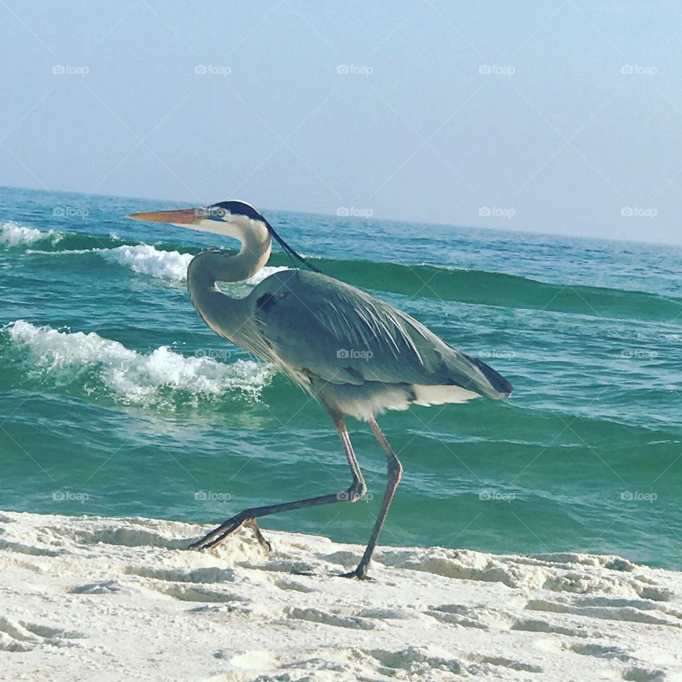 Blue Heron 