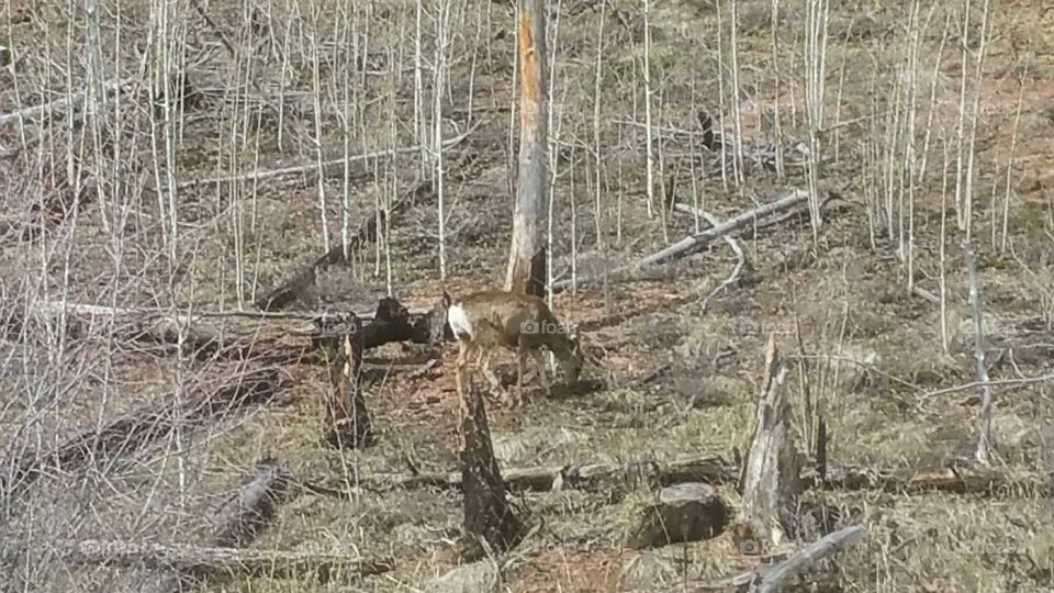 wildlife grazing