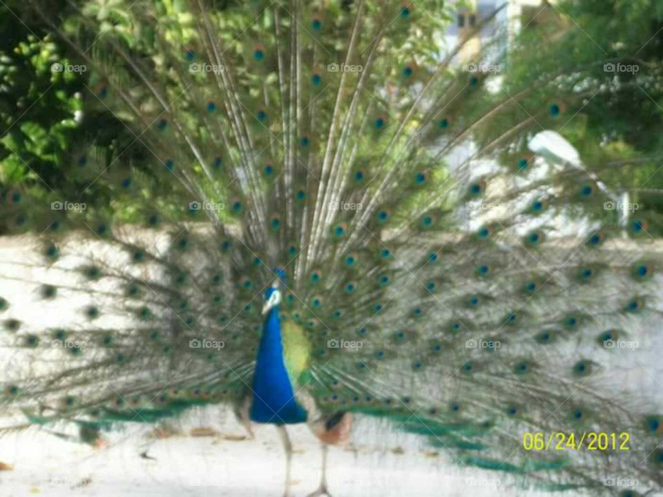 Peacock in full mood