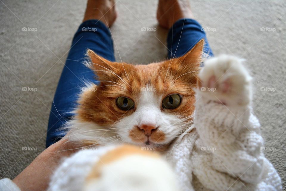 cat looking portrait and female legs