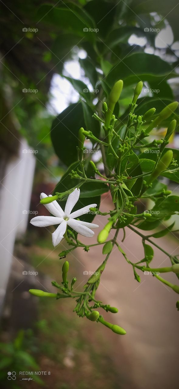 The diversity of Jasmine species in India is incomparable and so is its beauty.