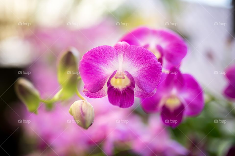 Orchid. The Orchidaceae