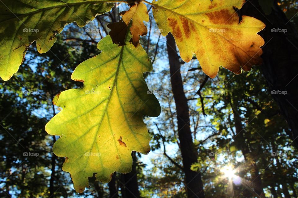 Autumn leaf backlit