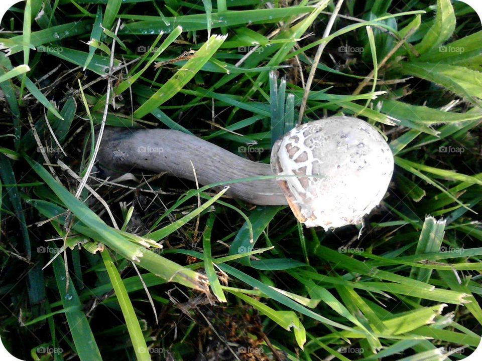 Mushroom in grass