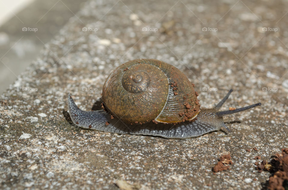 Shell Snail Crawling On Concrete