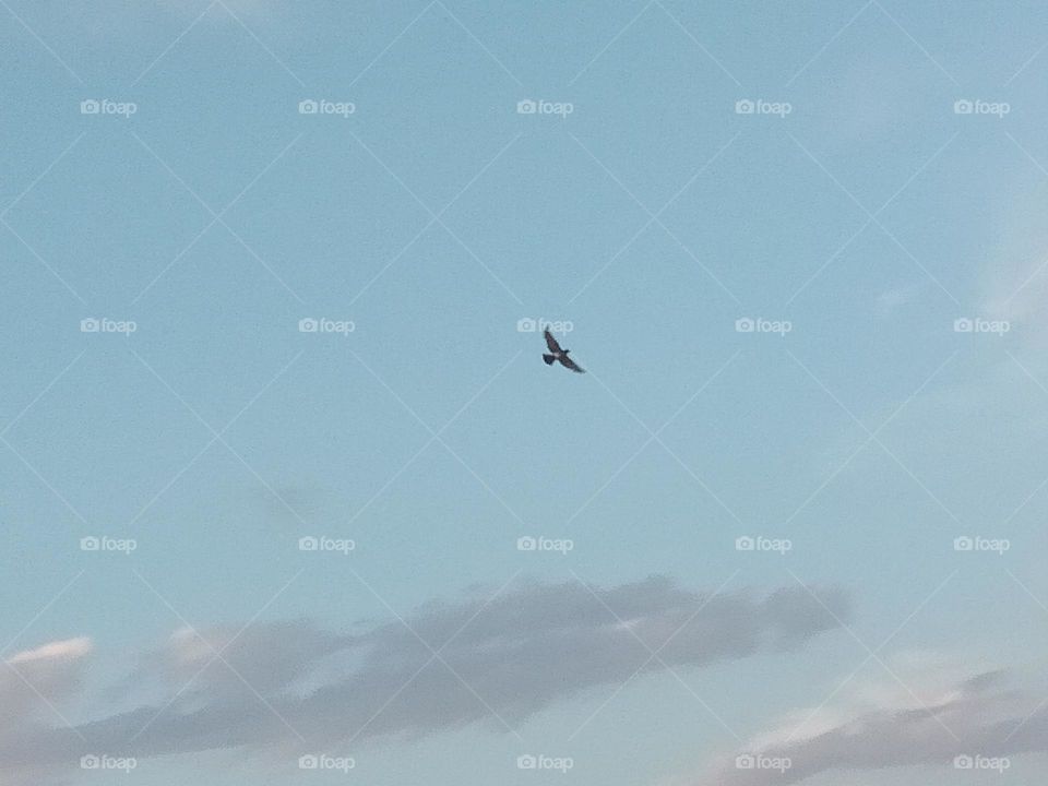 thy Sky clouds beautiful pigeon