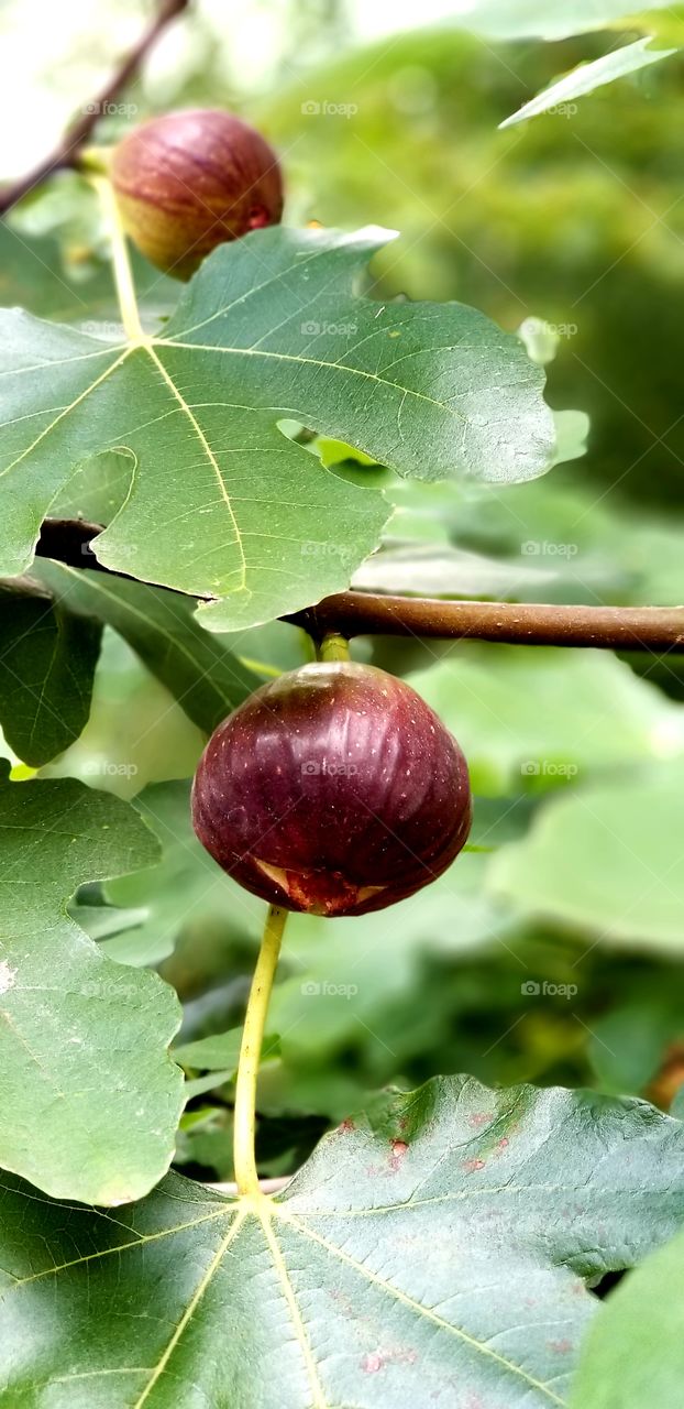 fig delicious fruit