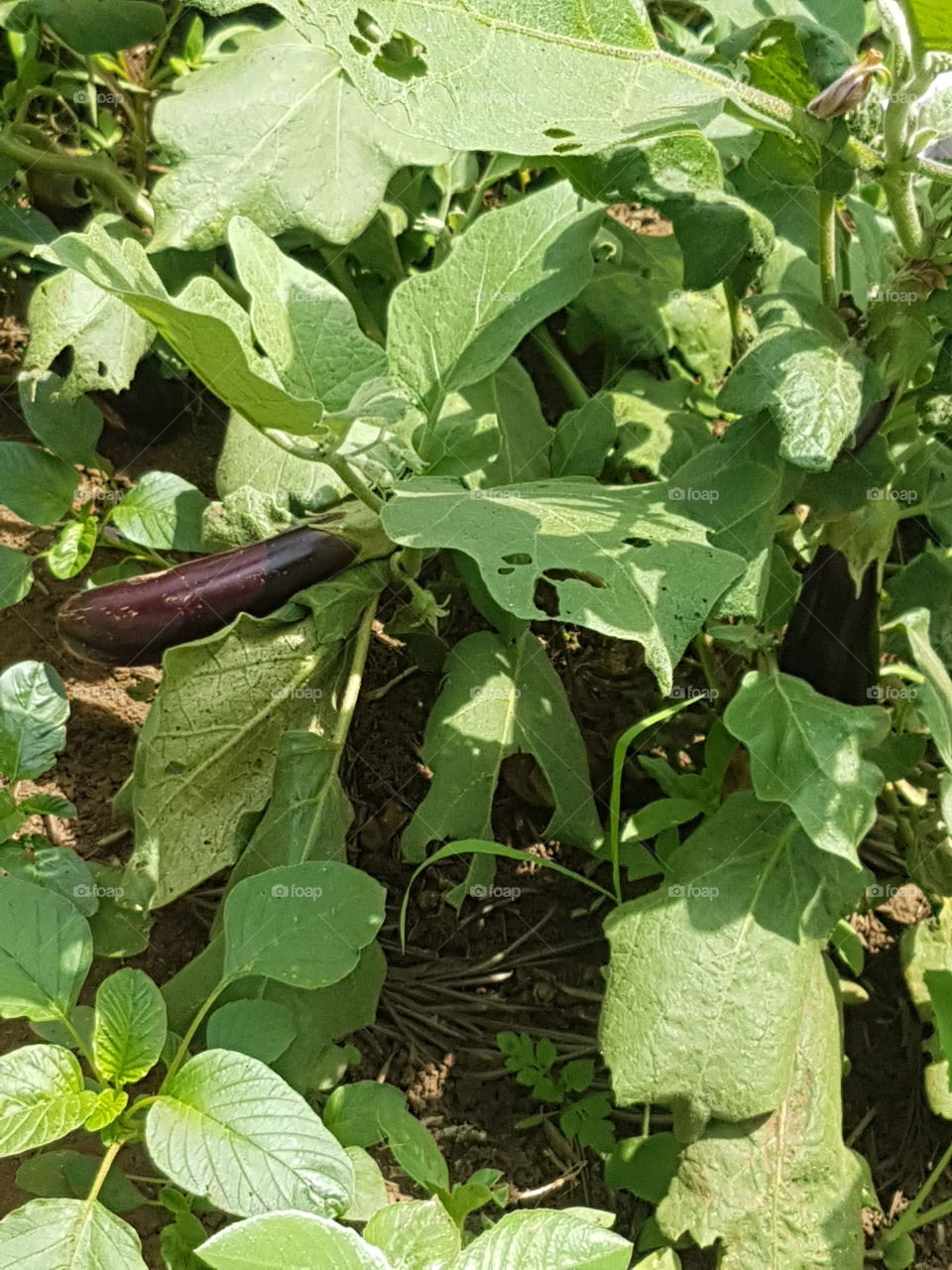 my green garden finally producing some results.A nice eggplant..