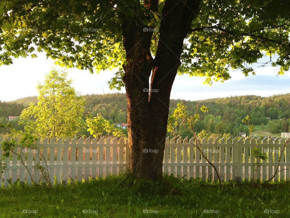 I DEN SVENSKA SOMMARKVÄLLEN VID STAKETET