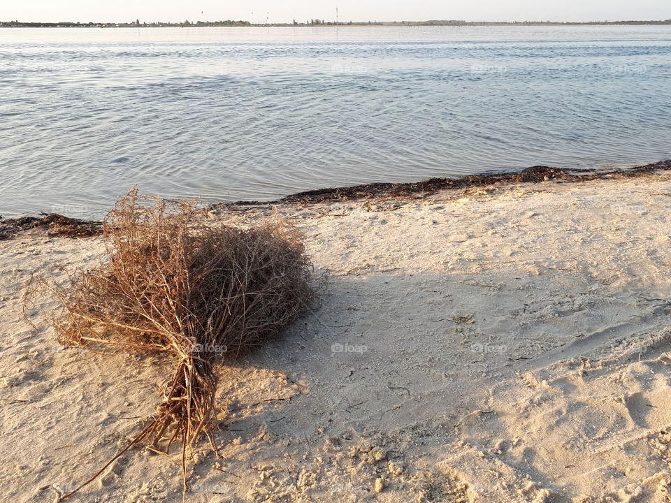 Dry grass bouquet at the sand beach