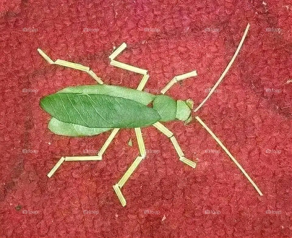 A very beautiful picture, and there is no better picture than it. There is no better picture of green herbs and colorful, red and white roses than it. Glory be to God, the natural and picturesque view, and there is no more