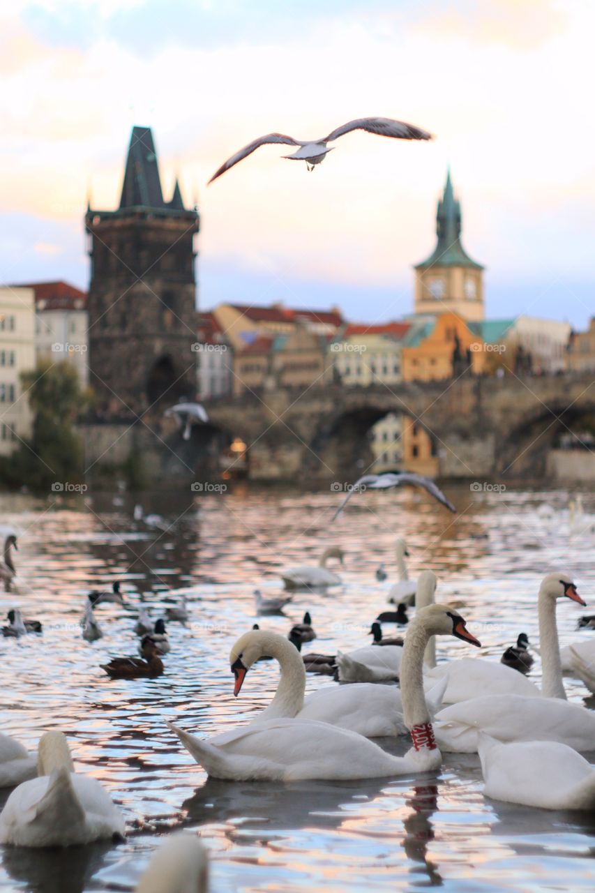 Swans in Prague 