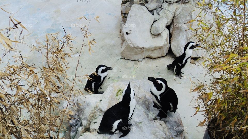 Penguins Family 