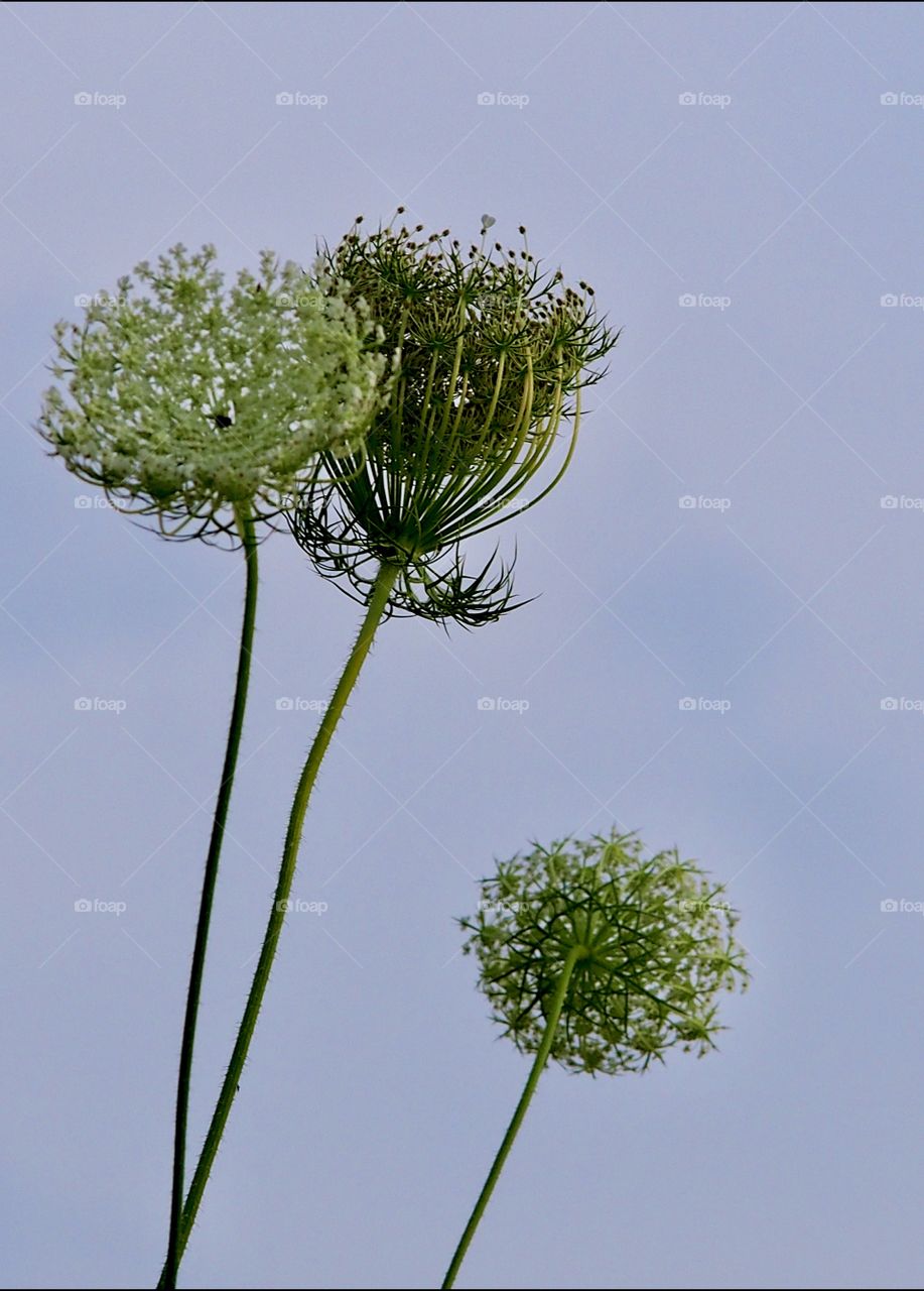 Wild carrot