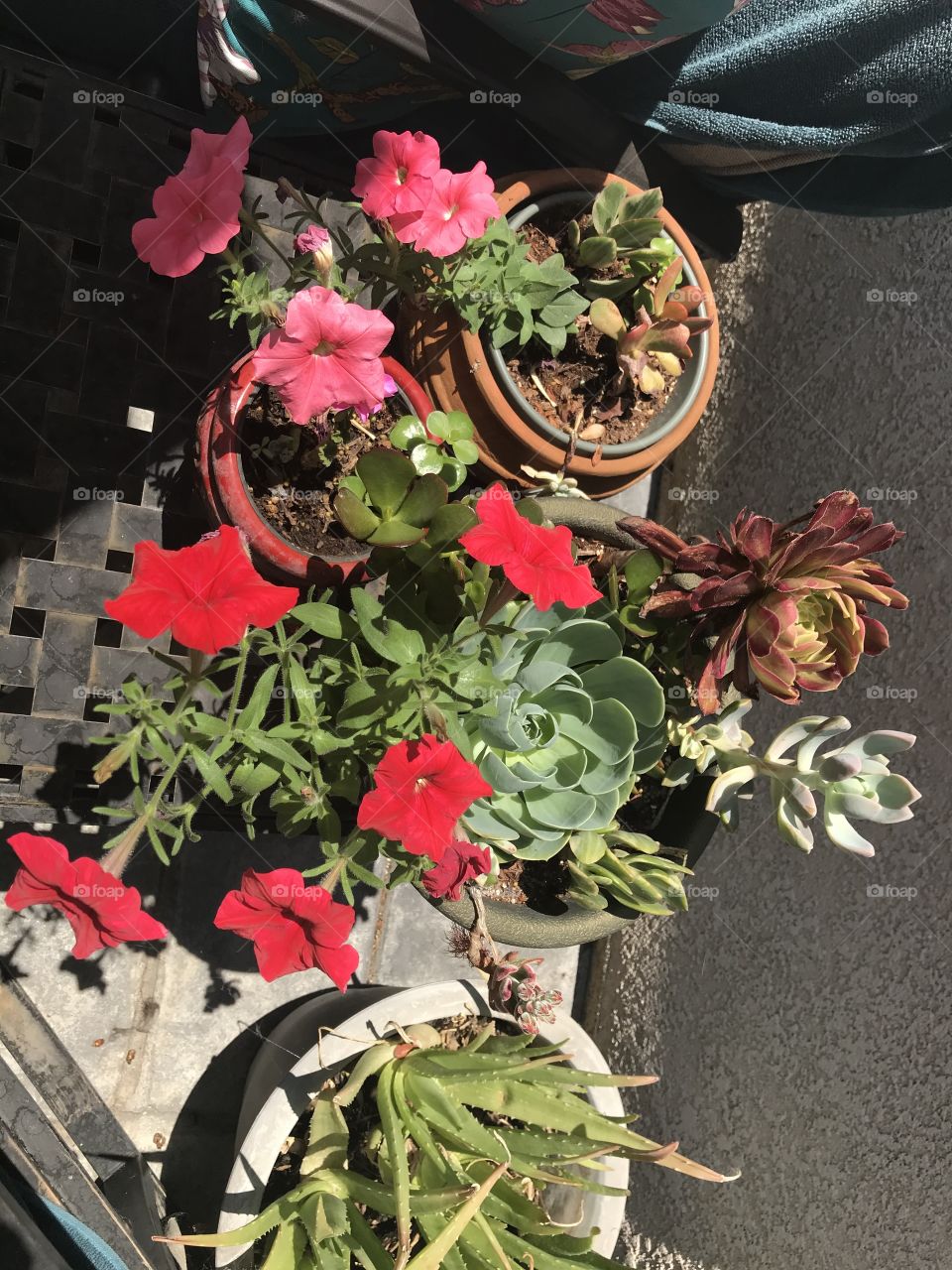 Red petunias 
