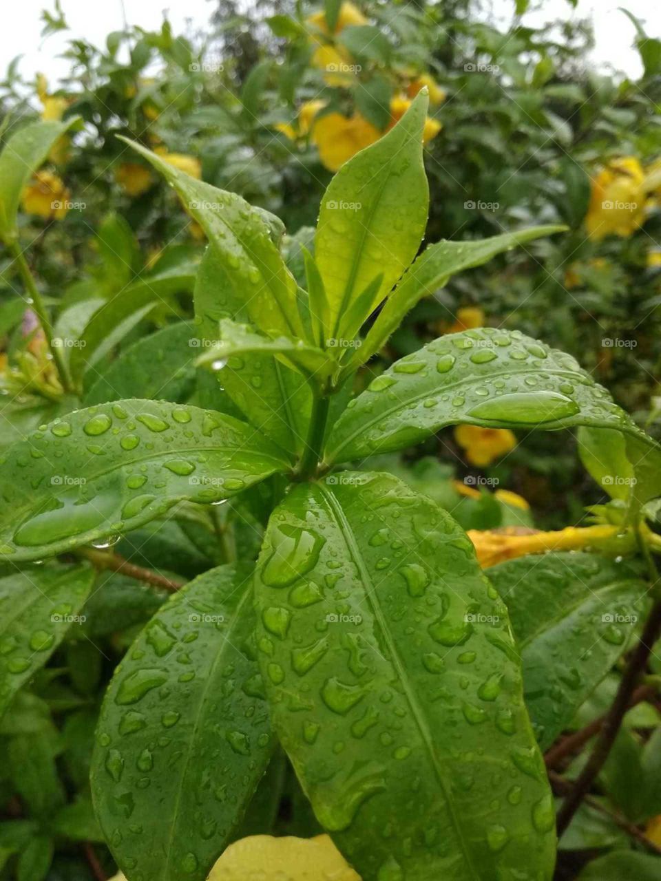 green leaves and water drops