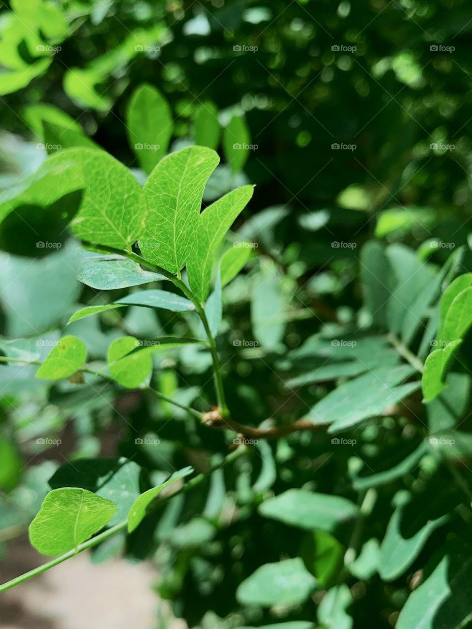 Tree leaves pattern