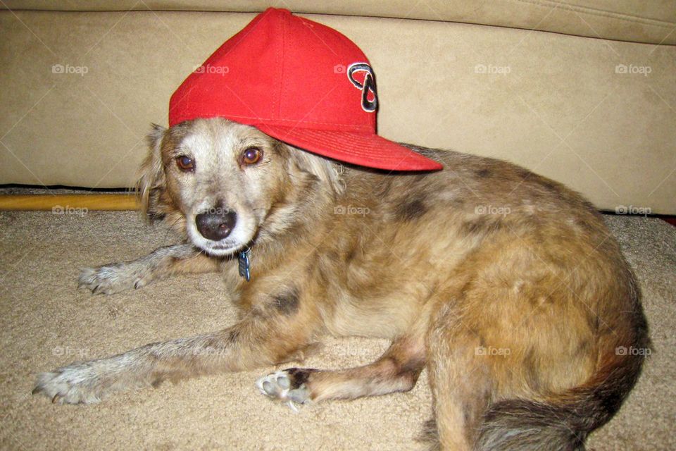 Dog wearing a baseball hat